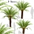 Tropical Tree Fern Trio (3 Trees) 3D model small image 1