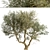 Mediterranean Bliss: Pair of Olive Trees 3D model small image 2