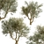 Mediterranean Bliss: Pair of Olive Trees 3D model small image 3