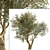 Mediterranean Bliss: Pair of Olive Trees 3D model small image 4