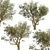 Mediterranean Bliss: Pair of Olive Trees 3D model small image 5