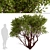 Arctostaphylos Tree Set: 2 Manzanita Trees 3D model small image 3