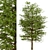 Willow Oak Trees - Autumn Beauty (2 Trees) 3D model small image 4
