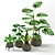 Tropical Houseplants Collection: Pilea, Ficus, Monstera 3D model small image 1