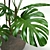 Tropical Houseplants Collection: Pilea, Ficus, Monstera 3D model small image 3