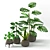 Tropical Houseplants Collection: Pilea, Ficus, Monstera 3D model small image 5