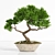 2015 Bonsai Plant - Premium Quality 3D model small image 1