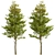 Set of Overcup Oak Trees (3 Trees) 3D model small image 2
