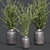 Oliv Collection Plant: 3D Model 3D model small image 3