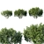 Sarcococca Hookeriana Tree: Elegant Botanical Beauty 3D model small image 1