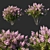 Exquisite Myrtle Lagerstroemia Indica 3D model small image 1