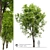  Fraxinus Americana White Ash 3D model small image 1