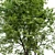  Fraxinus Americana White Ash 3D model small image 3