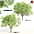 3dsmax2013 Corona Persimmon Trees 3D model small image 1