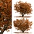 Chinese Tallow Tree Set: Spectacular Fall Colors 3D model small image 4