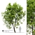 Fraxinus americana: White Ash Tree 3D model small image 1
