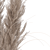 Elegant Dried Pampas Set 3D model small image 9