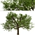  Majestic White Oak Trees (2 Pack) 3D model small image 3