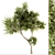 Maple Green Tree Set 29 3D model small image 1