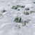 Snowy Grass Field: 3x3m Area with Custom Scatter 3D model small image 2