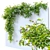 Hanging Greenery: Versatile and Detailed 3D model small image 2