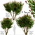 Dynamite Crepe Myrtle Trio: Burst of Color 3D model small image 1