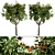 Southern Magnolia: Set of 4 Little Gem Trees 3D model small image 2