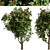 Southern Magnolia: Set of 4 Little Gem Trees 3D model small image 4