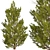 3-Piece Set of Picea Abies Trees 3D model small image 4