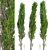 Fast-Growing Lombardy Poplar Trees 3D model small image 6