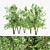 5 Tall River Birch Trees 3D model small image 1