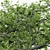  Majestic White Oak Tree - 7 Varieties 3D model small image 2