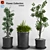 3D Indoor Plant Collection: High-Quality, FBX Compatible 3D model small image 1