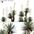 Caribbean Agave 3D Model Bundle 3D model small image 1