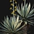 Caribbean Agave 3D Model Bundle 3D model small image 2