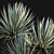 Caribbean Agave 3D Model Bundle 3D model small image 3