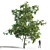 Manchurian Walnut Tree Bundle - 3 Varieties 3D model small image 4