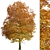 Gorgeous Norway Maple Tree: Vibrant Colors, Ideal for Landscaping 3D model small image 5