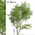 Duo Paper Birch Trees: Lifelike and Striking 3D model small image 1