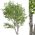 Duo Paper Birch Trees: Lifelike and Striking 3D model small image 2