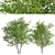 Duo Paper Birch Trees: Lifelike and Striking 3D model small image 5