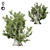 Evergreen Olive Tree Sculpture 3D model small image 2