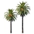 Exquisite Phoenix Palm Tree 3D model small image 1