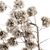 Stirlingia Dry Plant - Ethereal Beauty 3D model small image 3