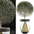 Exotic Bonsai Plants Collection 3D model small image 2