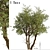 Eucalyptus Red Gum Tree: Vibrant Australian Evergreen 3D model small image 1