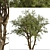 Eucalyptus Red Gum Tree: Vibrant Australian Evergreen 3D model small image 2
