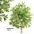 Texas Ash Tree: Tall and Detailed 3D model small image 1