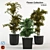 Indoor Plant Collection: 3D & High Quality 3D model small image 1