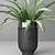 Versatile Spider Plant: Indoor & Outdoor 3D model small image 2